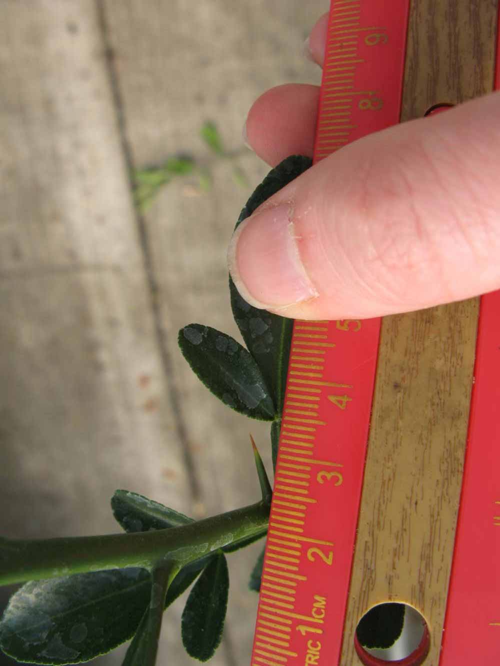              Trifoliolate leaf (Phillip Rucks Citrus Nursery, Frostproof,   FL)       